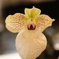 paphiopedilum_x_fanaticum2md