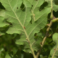 quercus_pubescens3md