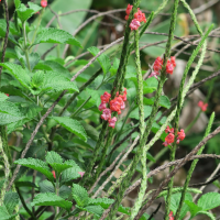 Stachytarpheta mutabilis (Verveine, Épi rose, Bois de chenille rouge)