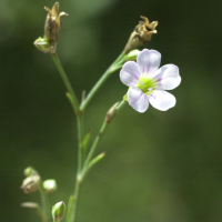 tunica_saxifraga2md