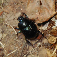 anoplotrupes_stercorosus2md (Anoplotrupes stercorosus)