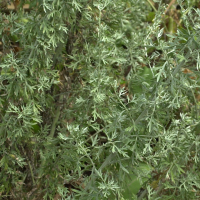 artemisia_absinthium3amd (Artemisia absinthium)