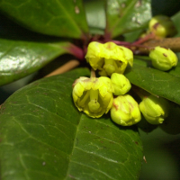 berberis_vulgaris2md (Berberis vulgaris)