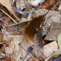 Bombylius discolor (Bombyle à ailes tachetées, Bombyle bicolore)