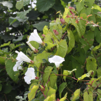 Convolvulus sepium (Manchette de la Vierge, Liseron)