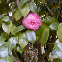 camellia_japonica1bmd