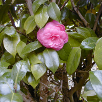 camellia_japonica1bmd (Camellia japonica)