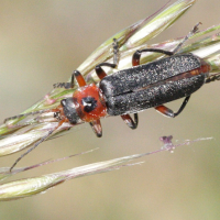 Cantharis rustica (Cantharide rustique, Moine)