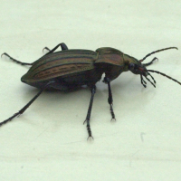 carabus_cancellatus2md (Carabus cancellatus)