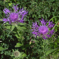 Centaurea_uniflora