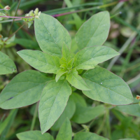 chenopodium_polyspermum2md