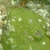 Colpophyllia natans (Corail cerveau)