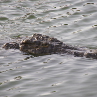 crocodylus_niloticus4bd