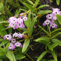 dendrobium_nobile2md (Dendrobium nobile)