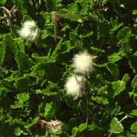 dryas_octopetala3md (Dryas octopetala)