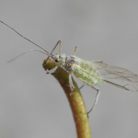 Euceraphis betulae (Puceron cendré du bouleau)