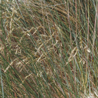 Festuca juncifolia (Fétuque à feuilles de jonc)