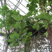 Ficus lyrata (Figuier lyre)