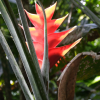 heliconia_caribaea5md