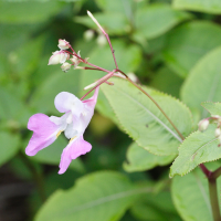 impatiens_balfourii4md