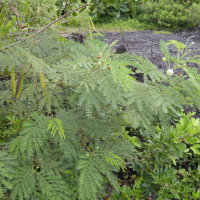 Leucaena leucocephala (Faux mimosa, Leucène à tête blanche, Cassi, Tamarin bâtard)