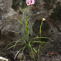 Lilium cernuum (Lis)