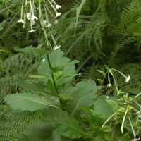 nicotiana_sylvestris2md