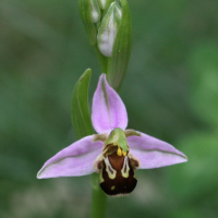 ophrys_apifera5md