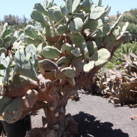 Opuntia quimilo (Cactus, figuier de Barbarie)