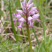 orchis_militaris4md