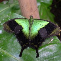 Papilio peranthus (Asian swallowtail)