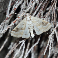 Parapoynx stratiotata (Parapoynx)