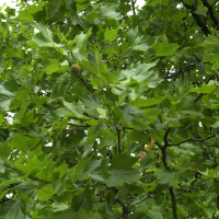 Platanus x hispanica (Platane à feuilles d'érable)