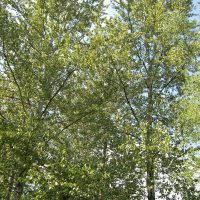Populus trichocarpa (Peuplier baumier de l'Ouest)