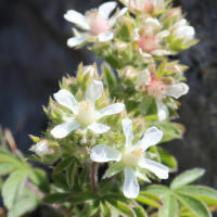 potentilla_caulescens6bd