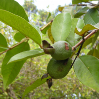 psidium_friedrichsthalianum2md