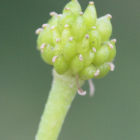 Ranunculus_flammula