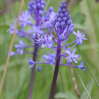 scilla_hyacinthoides2bd