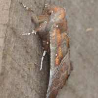 Scoliopteryx libatrix (Découpure (La))