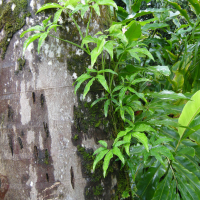 Syngonium podophyllum (Syngonium)