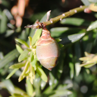 taxus_baccata6md (Taxus baccata)