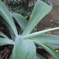 agave_attenuata4md (Agave attenuata)