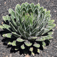 agave_victoriae-reginae2md (Agave victoriae-reginae)