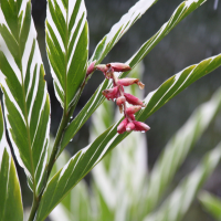 alpinia_vittata2bd (Alpinia vittata)