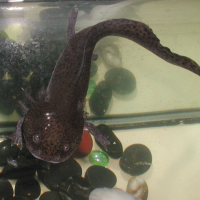 ambystoma_mexicanum2md