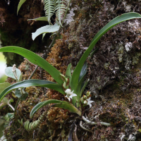 Angraecum bracteosum (Angraecum)