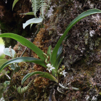 angraecum_bracteosum1bd (Angraecum bracteosum)