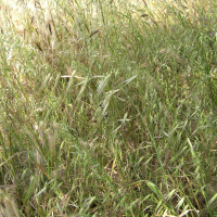 avena_sterilis2md (Avena sterilis)