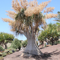 beaucarnea_recurvata5md (Beaucarnea recurvata)