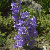 Campanula speciosa (Campanule)